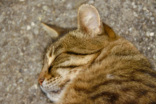 Katten Sover Asfalten — Stockfoto