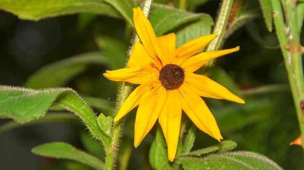 Flor Amarilla Negra Jardín Agosto — Foto de Stock