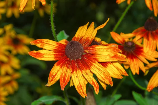 Flor Amarilla Negra Jardín Agosto — Foto de Stock