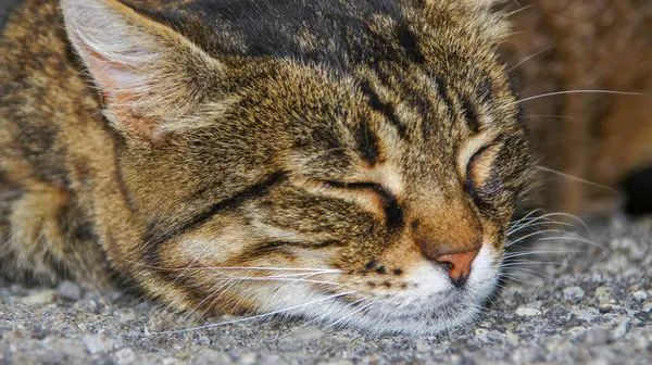 Gato Dorme Chão Agosto — Fotografia de Stock