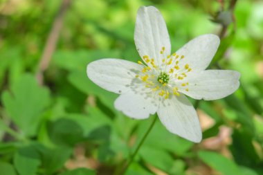 Güzel kır çiçekleri ve çimenler