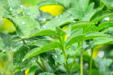 Yağmurdan sonra bahçede yeşil yapraklar