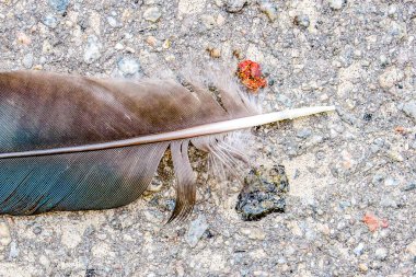Yerdeki bir kuşun siyah tüyü