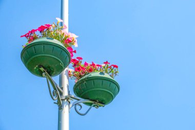 Kavanozdaki kırmızı çiçekler