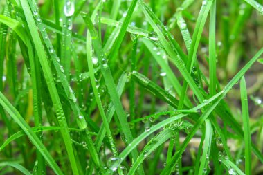 Yağmurdan sonra yeşil çimlerde çiy var.