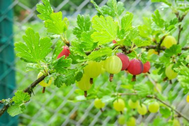 Bektaşi üzümü yağmurdan sonra bahçede.