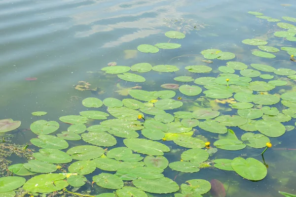 Green Yellow Water Lilies Water Pond — Stock Photo, Image