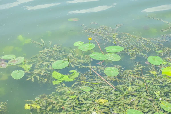 Lírios Água Verde Amarelos Água Lago — Fotografia de Stock