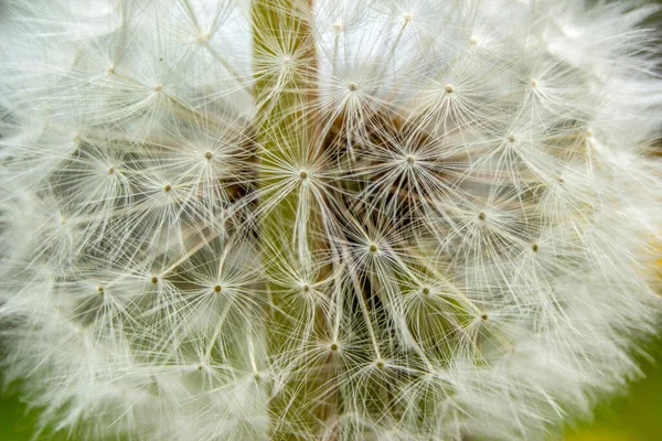 Weißer Löwenzahn Garten — Stockfoto