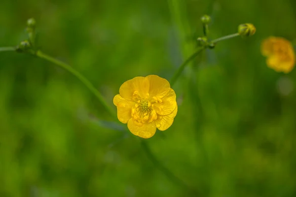 美丽的黄色野花和青草 — 图库照片