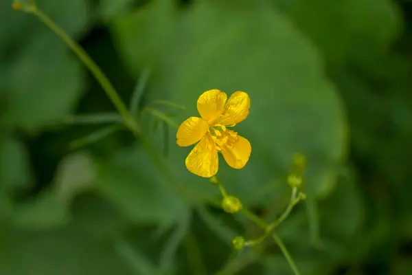 Красиві Жовті Дикі Квіти Трава — стокове фото