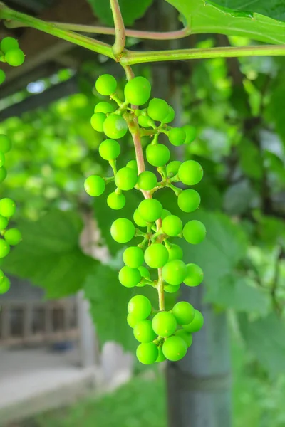 Yağmurdan Sonra Dalda Yeşil Üzümler — Stok fotoğraf