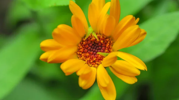 Belle Fleur Jaune Dans Jardin Après Pluie — Photo