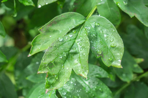 雨后花园里的绿叶 — 图库照片