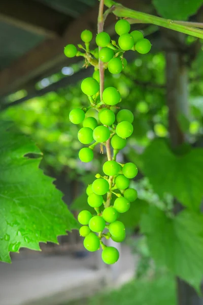 Uvas Verdes Una Rama Después Lluvia — Foto de Stock