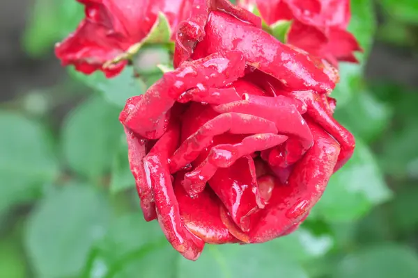 Red Roses Garden Rain — Stock Photo, Image