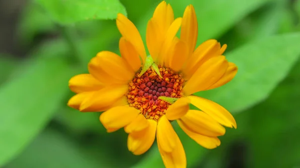 Linda Flor Amarela Jardim Após Chuva — Fotografia de Stock