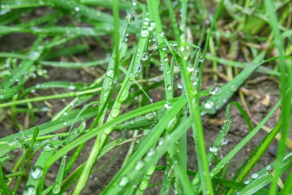 雨后在绿草上露水 — 图库照片