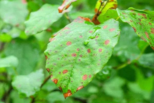 Groene Bladeren Tuin Regen — Stockfoto