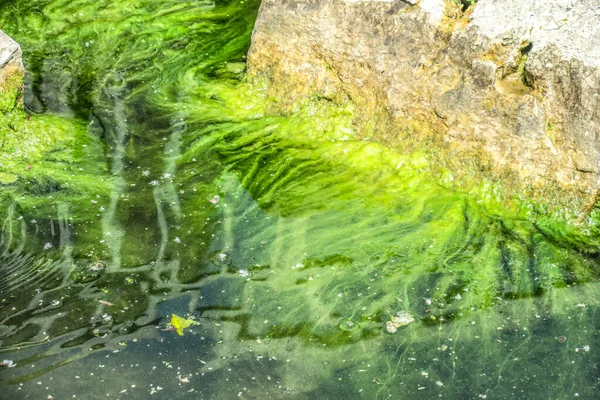 Πράσινο Γρασίδι Στο Νερό Κοντά Στην Ακτή — Φωτογραφία Αρχείου