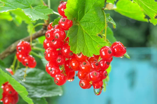 Red Delicious Currant Berries Garden — Stock Photo, Image