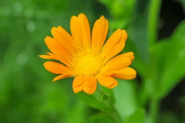 Красива Жовта Квітка Саду Після Дощу — стокове фото