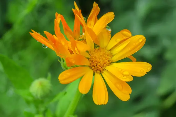 雨后花园里美丽的黄花 — 图库照片