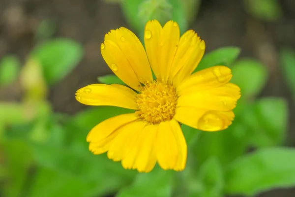 Желтый Цветок Саду После Дождя — стоковое фото