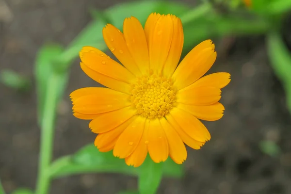 Gyönyörű Sárga Virág Kertben Eső Után — Stock Fotó