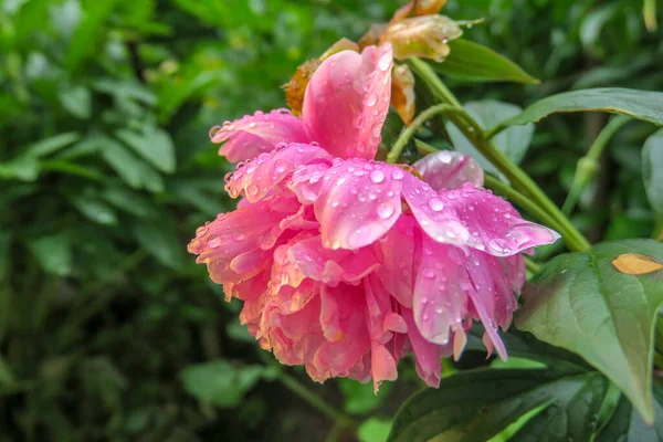 雨の後の庭のピンクの牡丹の花 — ストック写真