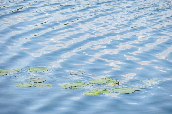 公園の近くの水の緑のユリ — ストック写真
