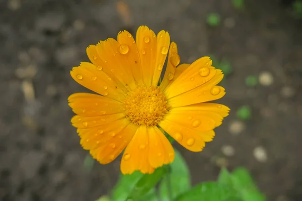 Bellissimo Fiore Giallo Giardino Dopo Pioggia — Foto Stock