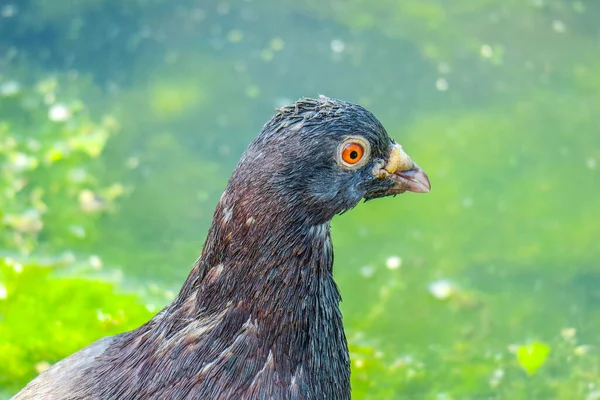 Pombo Selvagem Com Olhos Amarelos Perto Lagoa — Fotografia de Stock