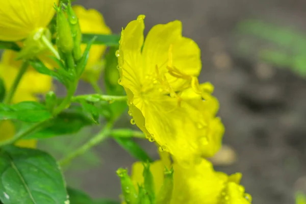 Linda Flor Amarela Jardim Após Chuva — Fotografia de Stock