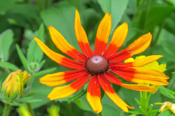 Bahçesinde Taç Yaprakları Olan Sarı Kırmızı Çiçek — Stok fotoğraf