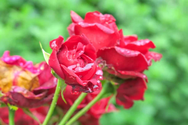 Mawar Merah Taman Setelah Hujan — Stok Foto