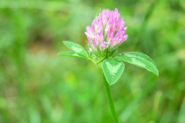 Bahçede pembe yonca ve yeşil çimen