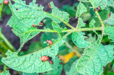 Colorado patates böceği larvaları yeşil patates yaprağında