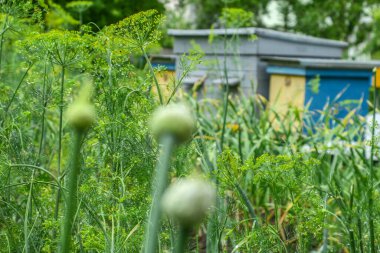Bahçede yeşiller, arılarda arı kovanları