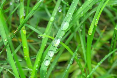 Yağmurdan sonra yeşil çimlerde çiy var.