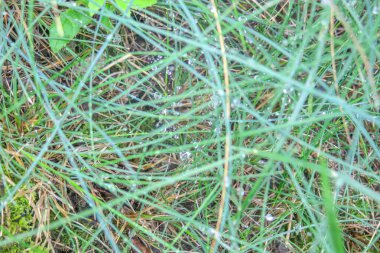 Yağmurdan sonra yeşil çimlerde çiy var.