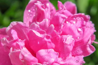 Bahçesinde çiy damlaları olan güzel pembe şakayık çiçeği