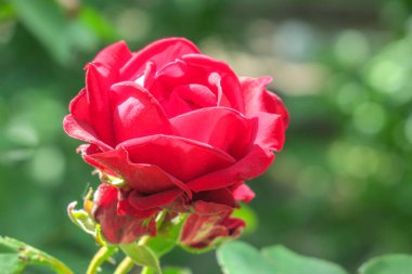 Ormanın yakınındaki bahçede güzel kırmızı gül çiçekleri