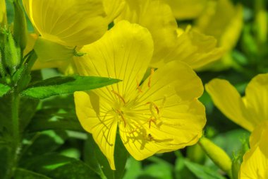 Bahçedeki güzel sarı çiçek