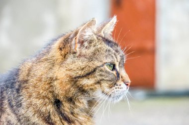 Beautiful pussy sitting on the asphalt