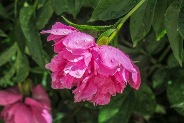Bahçedeki güzel kırmızı şakayık çiçeği
