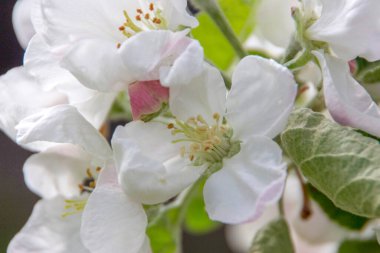 Ağaçtaki güzel beyaz elma ağacı