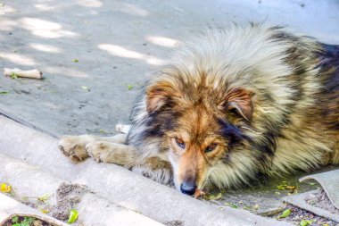 Kulübenin yanındaki üzgün köpek bir şey düşünüyor.