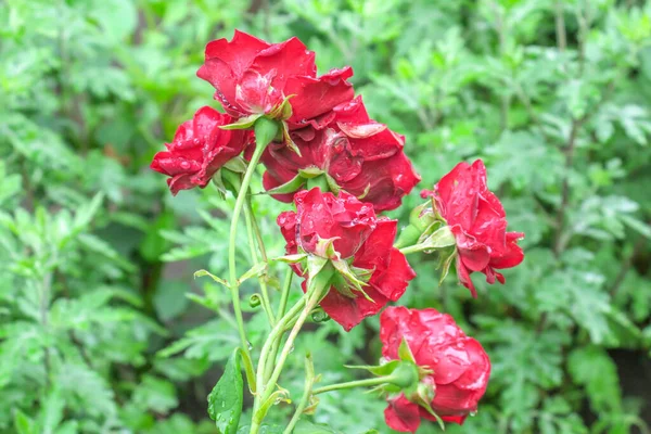 Rode Rozen Tuin Regen — Stockfoto