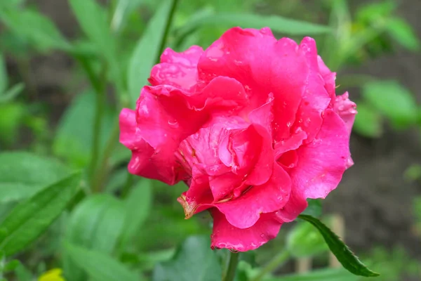 Roses Rouges Dans Jardin Après Pluie — Photo